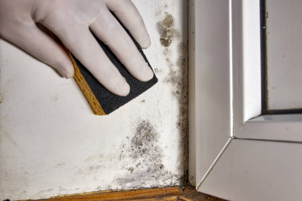 Best Airborne Mold Testing  in Woodbury Heights, NJ
